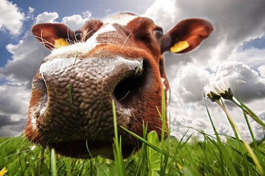 Your Best Source for Pure Grassfed Ghee in Australia - OMGhee