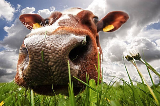 Milk Desi Ghee Cow face in grass field Your Best Source for Pure Grassfed Ghee in Australia - OMGhee